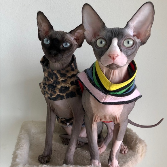 Meet your Posher, Brittany - Picture 2 of 2